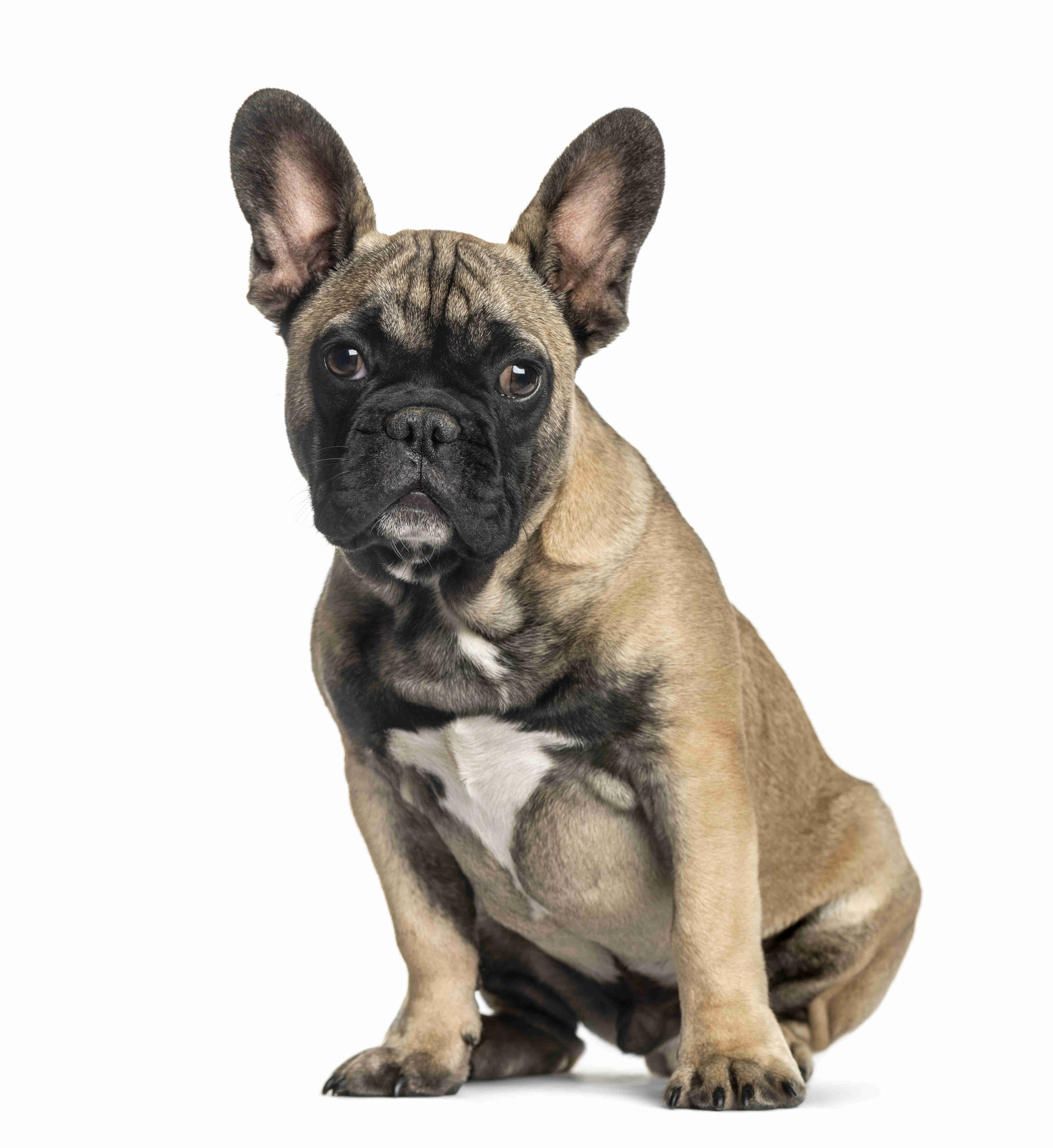 Conquering Canine Fears: Tips to Help Your French Bulldog Overcome Stair and Household Obstacles